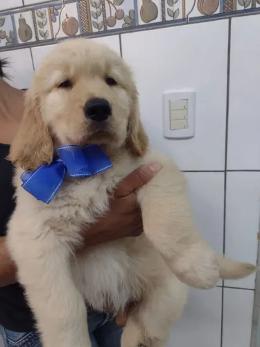 Golden Retrivier 