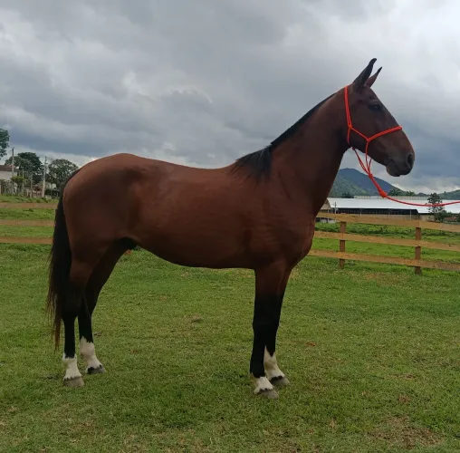 Cavalo sela e charrete!