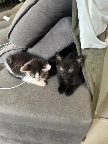 Gatos
