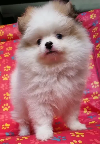 Sptiz Alemão lindo machinho olhos lindos pronta entrega 