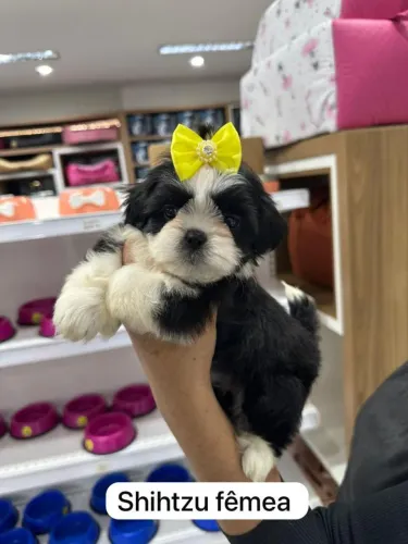 Shih tzu Fêmea 2.000