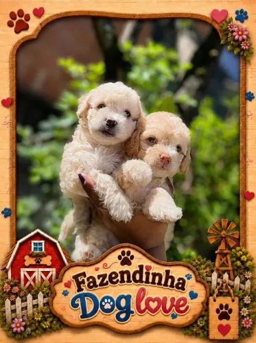Poodles