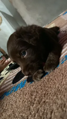 Cachorro