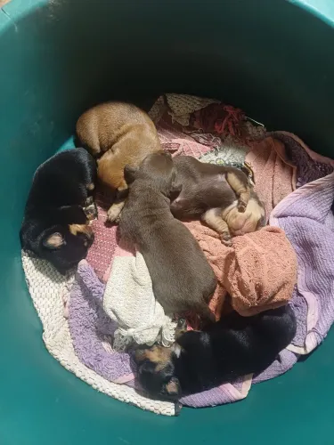 Vendo cachorro