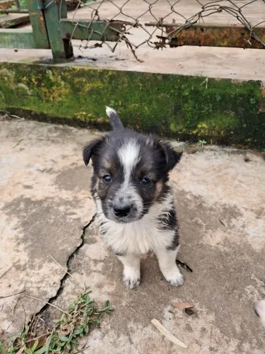 Lindos Filhotes de Border Collie, Mãe Border Red Merle e Pai tradicional branco e preto.