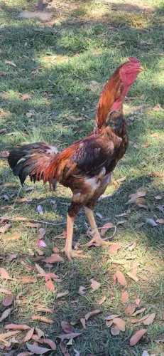 Indio gigante