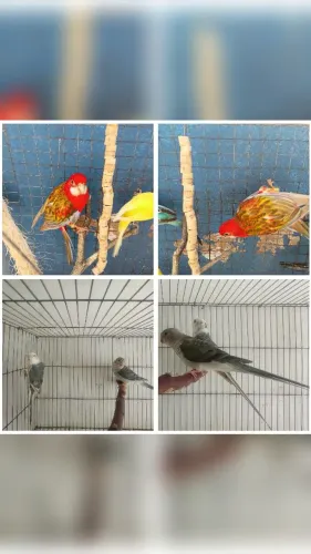 Galinhas (Roselas e Redrumpeds)