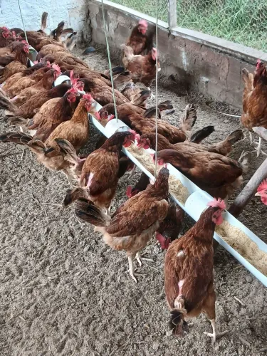 Galinhas caipira fim de postura