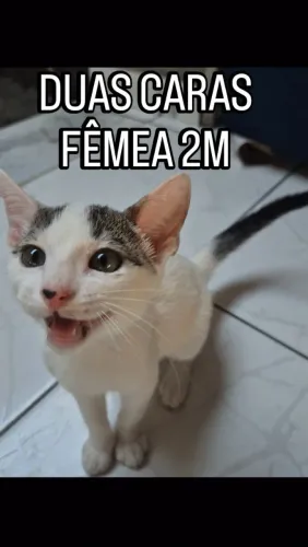 Doa-se gatinhos filhotes!