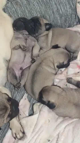 Filhotes de Pug  1500 Reais 
