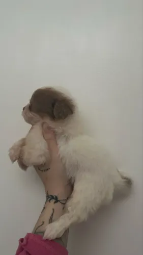 Shihtzu femea