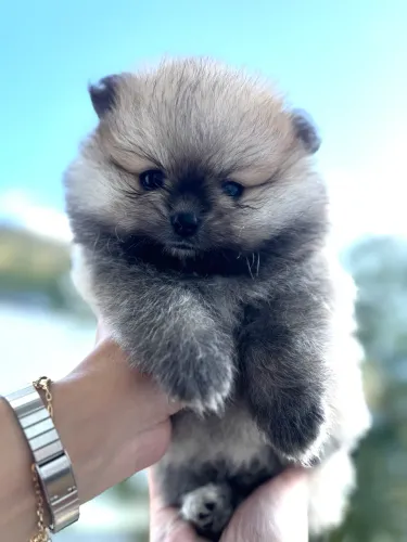 Lulu da pomerania