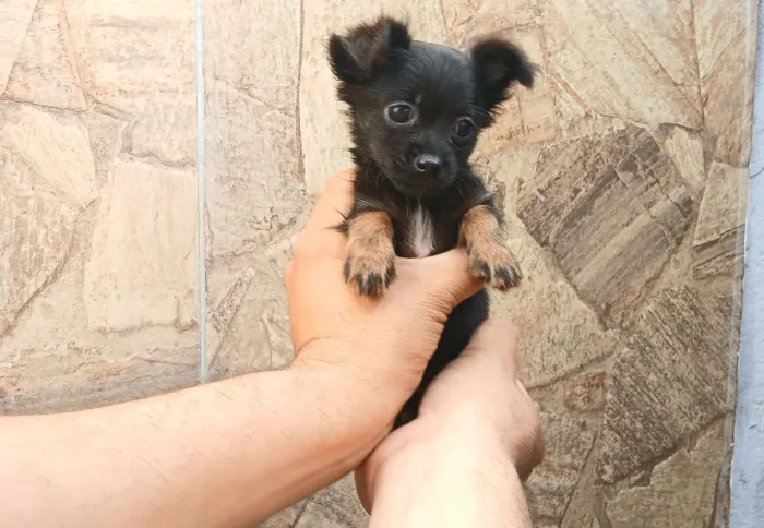 Pinscher com Chihuahua MIUDINHA!!!