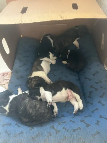 Filhotes de Buldogue francês