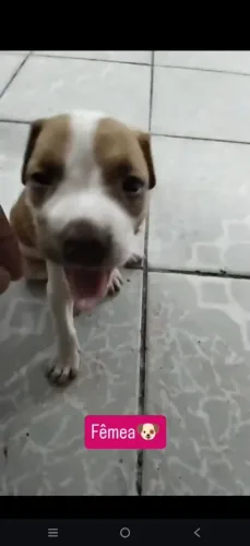 Filhotes fêmeas de Pitbull