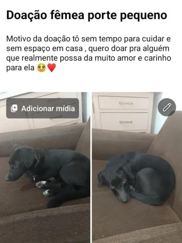 Doação de cachorro
