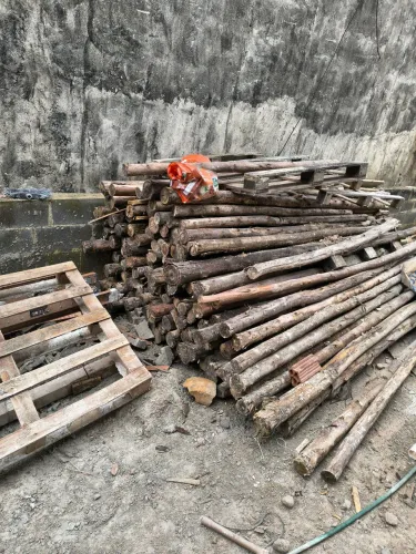 Bracatinga para escora de lage com 2.80 altura 5 reais cada