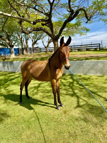 Burro 1 ano e 1 mês genuíno de marcha 