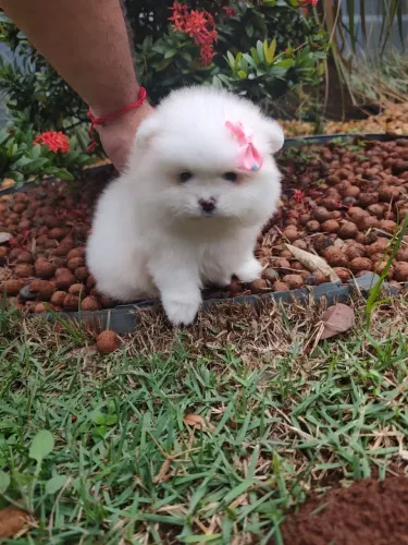 Fêmea e macho branco de Lulu da pomerânia