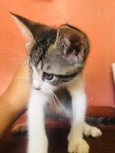 Doação de gatos 2Mês de vida