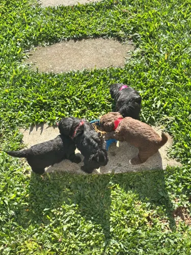 Poodle toy fêmea