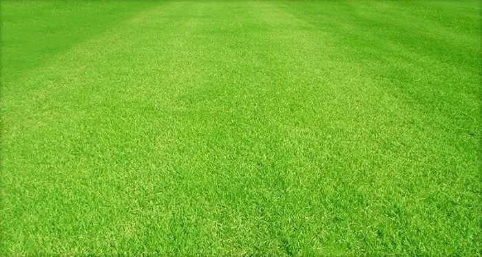 Implantação de gramado e jardim 