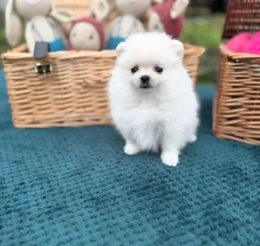 Cachorro Lulu da Pomerania mais carinho para sua torcida em família