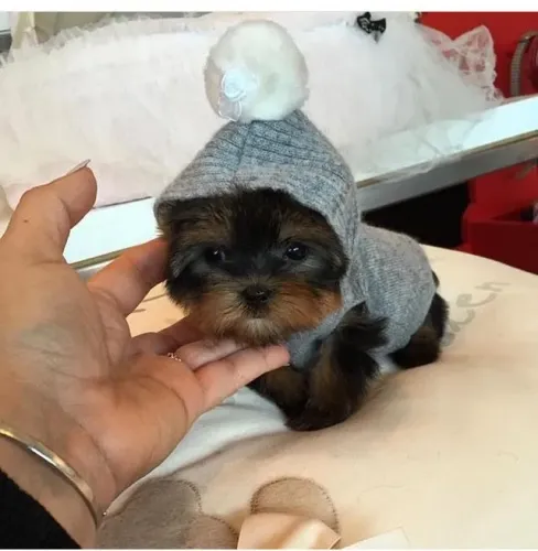 Yorkshire Terrier - Presença Que Faz Bem