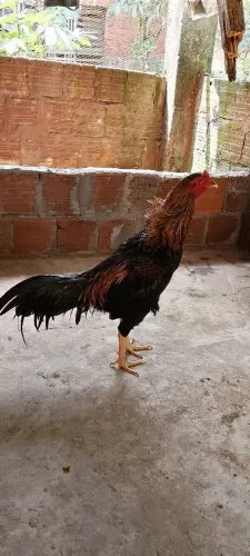 Frango 5