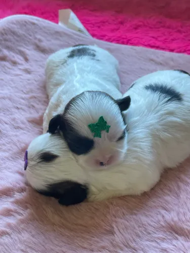 Filhotes de shih tzu