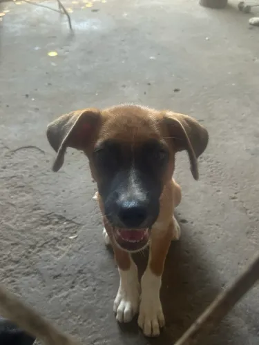 Cachorro Macho Adoção 