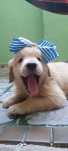 Golden Retriever Entrega Rápida!