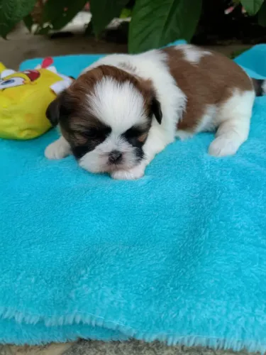 Shih Tzu machos com pedigree em 10x de $130. Entregamos