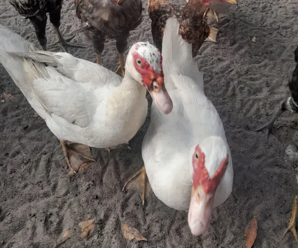 Patos e patas
