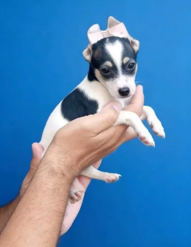 Pequenos Pinscher - Muito Amor em Tamanho Mini 