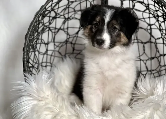 Filhotes de Border Collie | Amor de quatro patas.