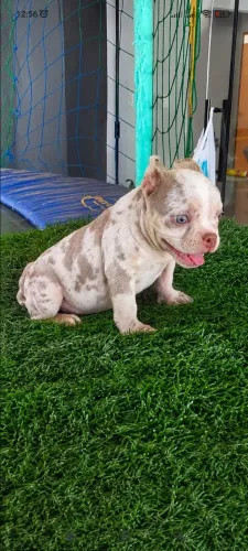 American Bully fêmea disponível para venda