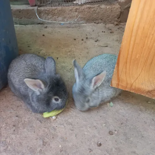 Coelhos filhotes