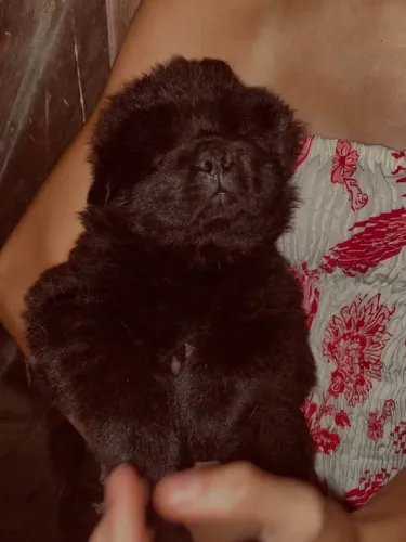 CACHORRO CHOW CHOW FILHOTES