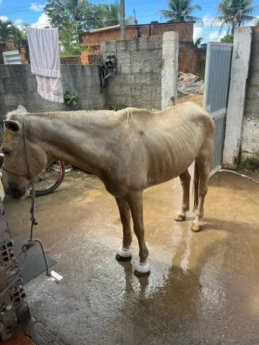 Cavalo com 7 anos de idade 