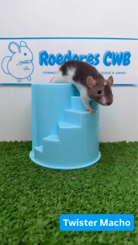 Ratos Twister/Mercol (Roedores CWB) 