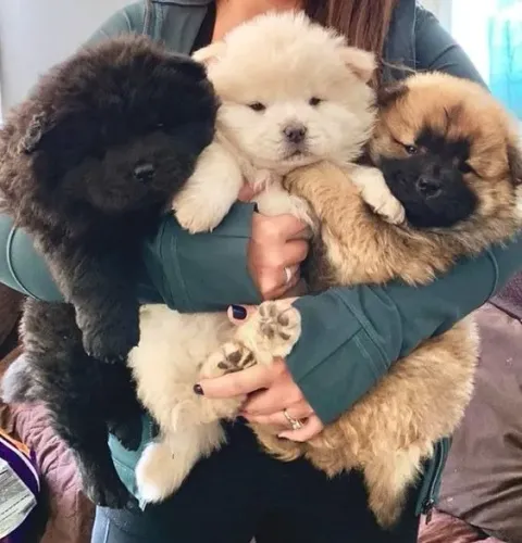 Chow Chow Machos e Femeas 