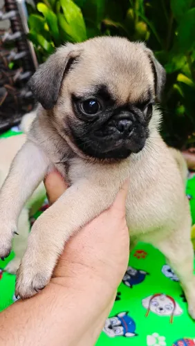 Lindos filhotes de pugs machos e fêmeas