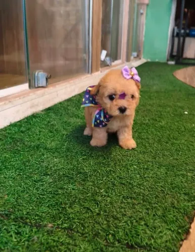 Fofos- Parecem ursinhos de tão lindos.