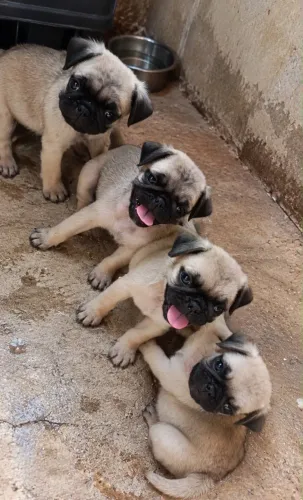 Filhote de pug