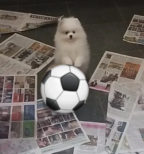 Machinhos branco de Spitz 