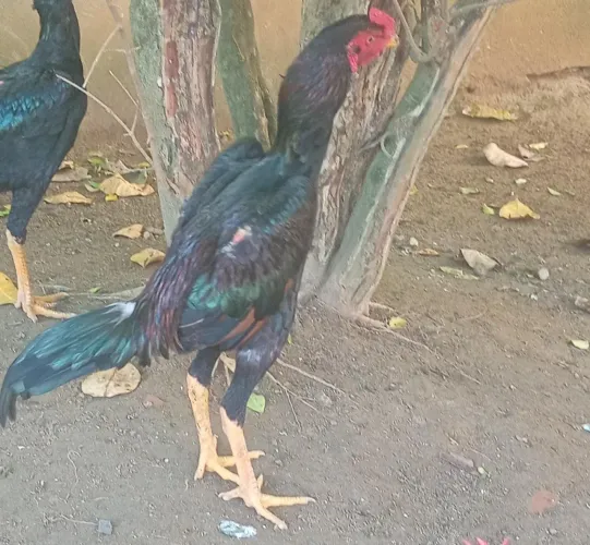 Frango índio 
