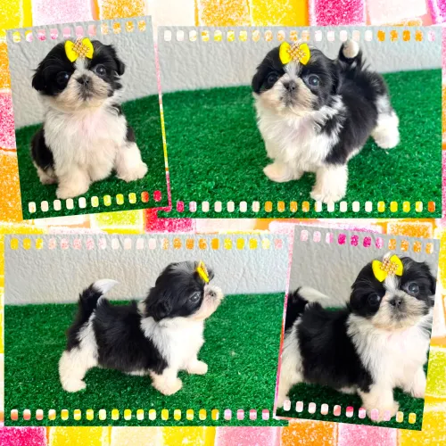 !!! Miniaturas !!! Shihtzu fêmea e macho