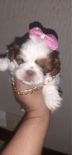 Shih Tzu entre as raças mais populares de pequeno porte
