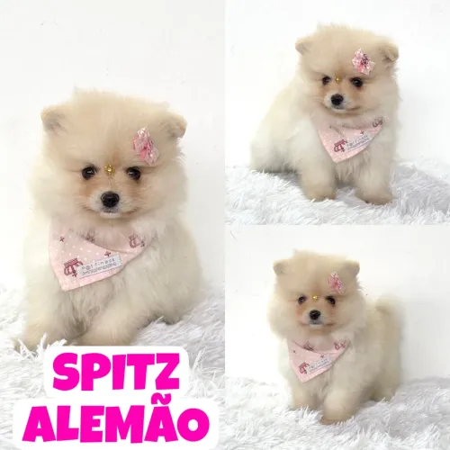 Spitz Alemão Anão c/ Microchipe + Garantia + Parcelado 12x